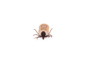 health danger - disease-carrier ticks
