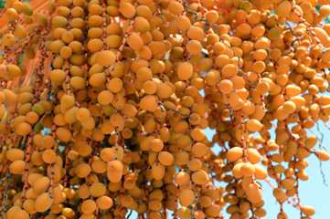 Bunch of dates on the palm tree