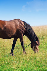 Obraz premium horse eating grass