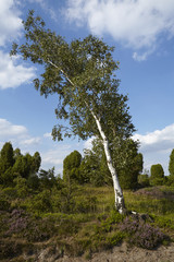Lüneburger Heide - Birke in der Landschaft