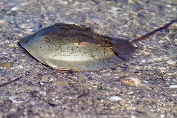 Horseshoe Crab in shallow water at Ding Darling National Wildlife Refuge in Florida