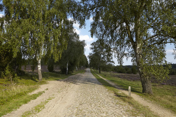 Fototapeta na wymiar Lüneburger Heide - Fuhrweg mit Bäumen in der Landschaft
