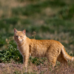 Naklejka na ściany i meble Feral cat hunts wild birds in a marsh