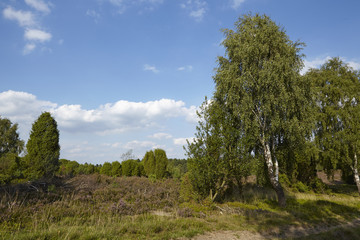 Lüneburger Heide - Birke in der Landschaft