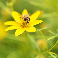 mouche verte