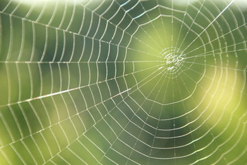 spide web in the moring