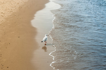strolling seagull