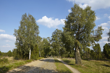 Lüneburger Heide - Fuhrweg in der Landschaft