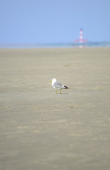 Westerhever Leuchtturm - Nordsee 