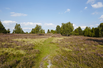 L&uuml;neburger Heide - Landschaft