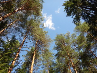 Верхушки деревьев на фоне голубого неба