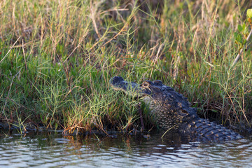 American Alligator has just eaten a white ibis in Everglades National Park
