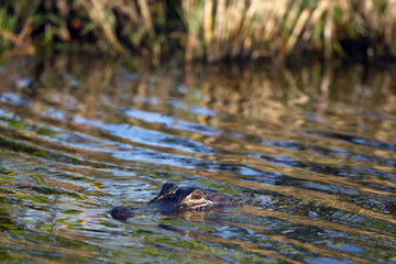 American Alligator in beautiful water in Everglades National Park
