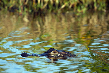 American Alligator in beautiful water in Everglades National Park