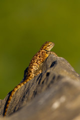 Desert Spiny Lizard poses on a rock at dawn