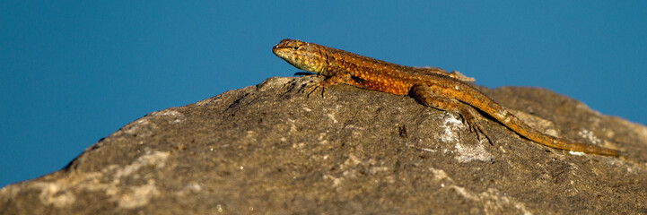 Side-blotched Lizard at Sand Hollow State Park in southern Utah