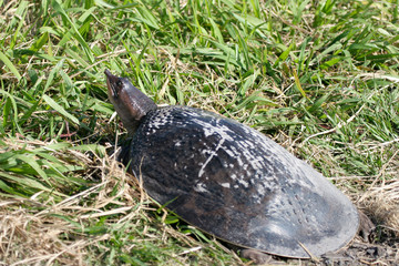 Florida Softshell Turtle female has just laid her eggs near the Atlantic Coast