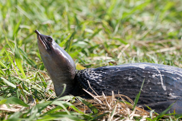 Florida Softshell Turtle female has just laid her eggs near the Atlantic Coast