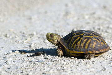 Ornate Box Turtle closeup with a cricket in Quivira National Wildlife Refuge in Kansas