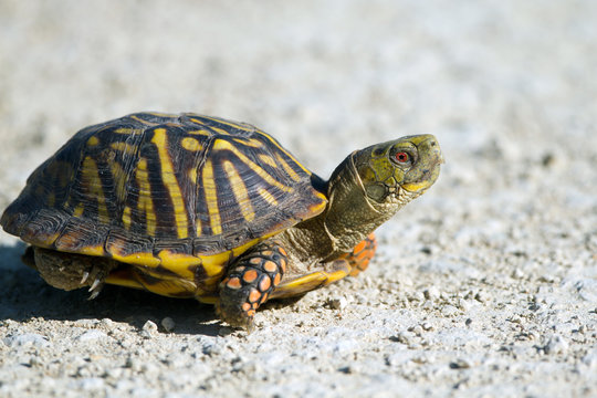 Ornate Box Turtle cross a gravel road in Quivira National Wildlife Refuge in Kansas