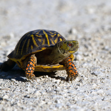 Ornate Box Turtle cross a gravel road in Quivira National Wildlife Refuge in Kansas