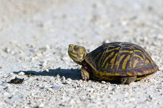 Ornate Box Turtle encounters a cricket in Quivira National Wildlife Refuge in Kansas