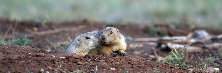 Naklejka na ściany i meble Two Black-tailed Prairie Dogs at their burrow in the Texas Panhandle