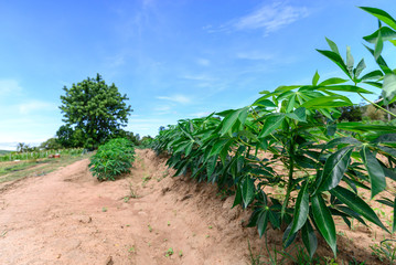 Fototapeta na wymiar Cassava field for green energy with blue sky.