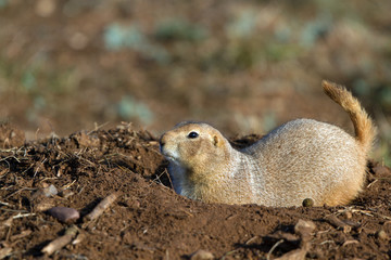 Black-tailed Prairie Dog rests in his burrow in the Texas Panhandle