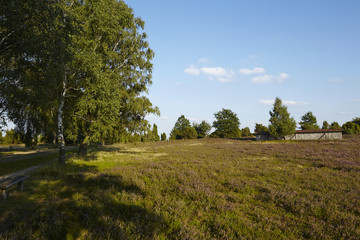Lüneburger Heide - Landschaft in abendlicher Sonne