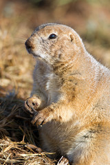 Standing Black-tailed Prairie Dog with muddy paws in Texas