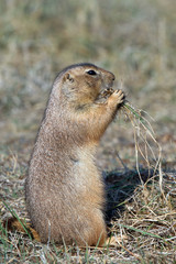 Black-tailed Prairie Dog eats grass in the Texas Panhandle