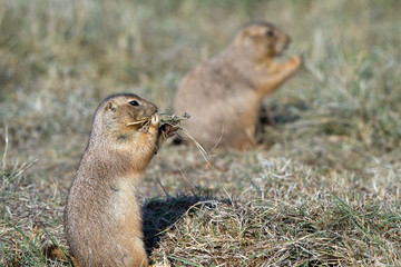 Two Black-tailed Prairie Dogs eat grass in the Texas Panhandle