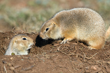 Two Black-tailed Prairie Dogs nose to nose outside their burrow in the Texas Panhandle