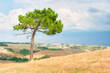 Lonely tree on top of the hill, Tuscany Italy.