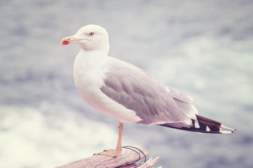 Seagull bird closeup.