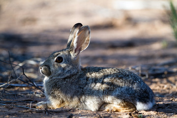 Desert Cottontail baby awaits his mother in the shade of a Sonoran Desert tree