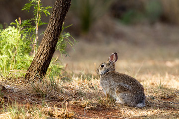 Desert Cottontail in Palo Duro Canyon State Park in the Texas Panhandle