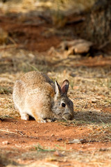 Desert Cottontail in Palo Duro Canyon State Park in the Texas Panhandle