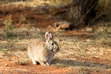 Desert Cottontail in Palo Duro Canyon State Park in the Texas Panhandle