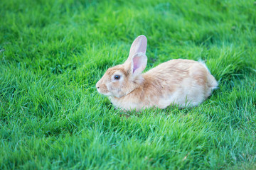 rabbit on green lawn
