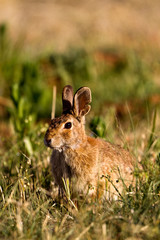 Desert Cottontail in Palo Duro Canyon State Park in the Texas Panhandle