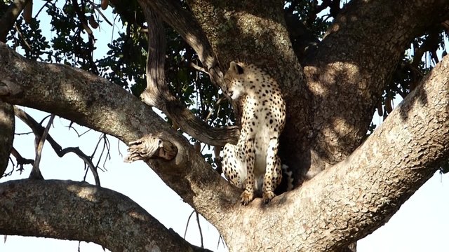 cheetah watching the savannah from the height of a tree in the masai mara reserve