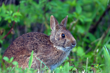 Marsh Rabbit in Ding Darling National Wildlife Refuge on the Florida Gulf Coast