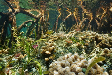 Mangrove underwater marine life between tree roots
