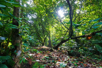 Path crossing the jungle natural light Costa Rica