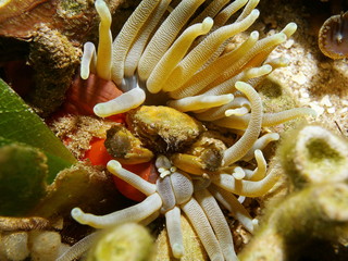 Sea life a green clinging crab in a giant anemone