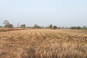 Obraz premium Rice fields after harvest