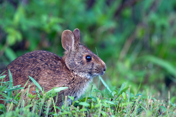 Naklejka na ściany i meble Marsh Rabbit in Ding Darling National Wildlife Refuge on the Florida Gulf Coast