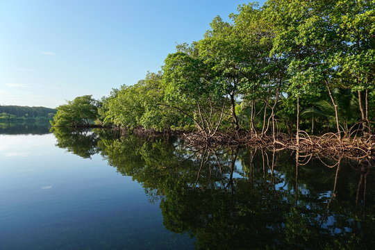 Mangrove trees along the shore reflected in water